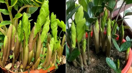 3 bí quyết chăm cây kim tiền luôn xanh mơn mởn, bật chồi trổ hoa đúng dịp rước lộc vào nhà