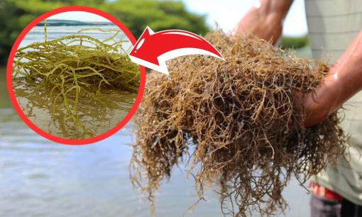 Người dân vùng biển nắm trong tay thu nhập khủng nhờ 'lộc trời' này, mọc la liệt trong đầm nước lợ, cứ vớt là có tiền triệu/ngày