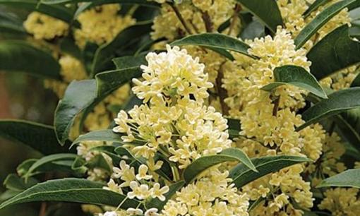 Nhà giàu trong sân luôn trồng 5 loại cây này: Người xưa ví như 'chôn vàng', tiền vào như nước