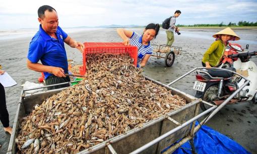 ‘Vua xuất khẩu’ chủ lực của Việt Nam được Mỹ, Nhật, EU săn đón: Thu vượt 250 tỷ đồng/ngày