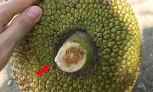 Đừng vội bỏ khi mua phải mít chưa chín: Chỉ cần một chiếc thìa inox 2 ngày sau chín thơm nức mũi