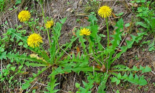 Loại cây dại ven đường ở Việt Nam rất tốt cho người tiểu đường nhưng rất ít người biết ăn, xuất khẩu sang nước ngoài thành đặc sản đắt đỏ