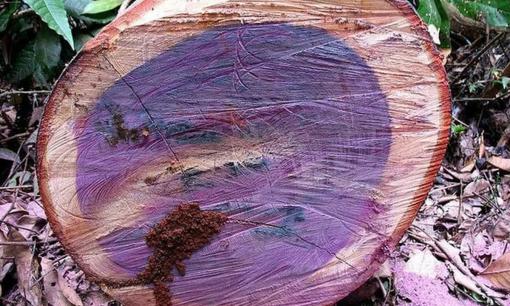 Loại gỗ mùi thối như 'tre ngâm lâu ngày' biết đổi màu ở Việt Nam, đại gia phải bỏ cả tỷ nếu muốn sở hữu