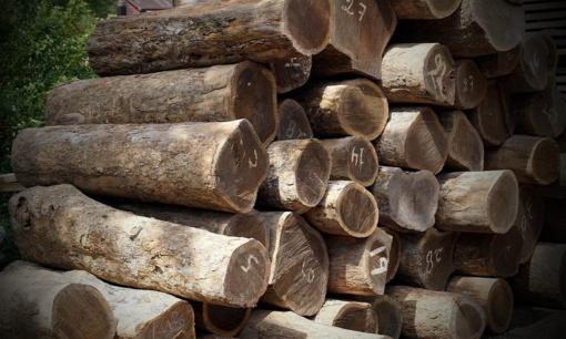 Loại gỗ quý hiếm và siêu đắt đỏ, thuộc loại cứng và nặng nhất thế giới: Có nguy cơ ‘biến mất’ hoàn toàn