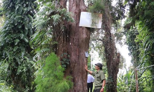 Loài cây ‘vô sinh’ sắp biến mất khỏi trái đất: Việt Nam là nước duy nhất trên thế giới sở hữu quần thể mọc tự nhiên