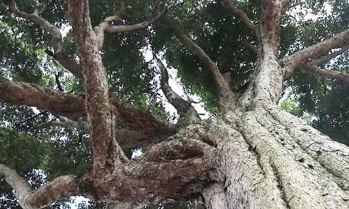 Loại gỗ quý hiếm 1.300 năm tuổi vẫn xanh tốt: Có giá trị cao gấp 8.000 lần gỗ thường, được dùng trong Tử Cấm Thành