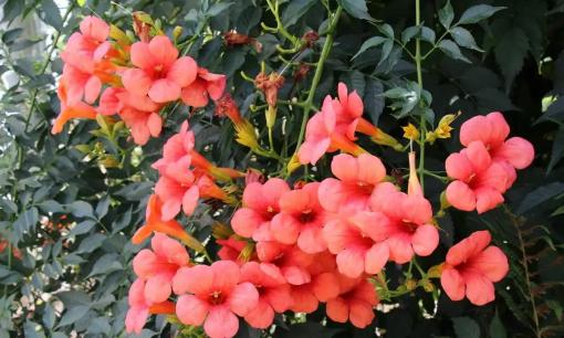 Làm thế nào để cắt tỉa cây hoa đăng tiêu vào mùa hè? Nhận biết 3 loại cành cây, cắt càng nhiều hoa nở càng nhiều!