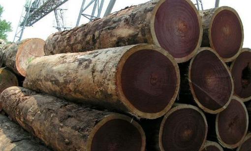 'Vua của các loại gỗ' có tuổi thọ trung bình 300-350 năm: Cứng gấp 2 lần thép, đạn bắn không thủng, có thể thay thế kim loại