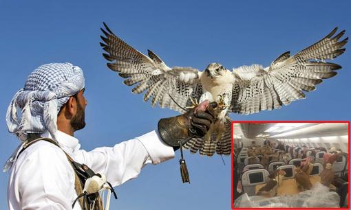 Loài chim đẳng cấp bậc nhất thế giới: Được cấp hộ chiếu, đi máy bay khoang hạng nhất, một con giá gần nửa tỷ đồng