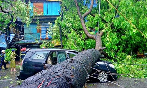 Có phải bồi thường khi cây nhà hàng xóm đổ, gây thiệt hại nhà người khác?