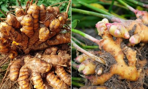 'Mỏ vàng dưới lòng đất' Việt Nam có rất nhiều nhưng lại là hàng hiếm của thế giới: 3 tháng đầu năm 2025 thu hơn 500 tỷ