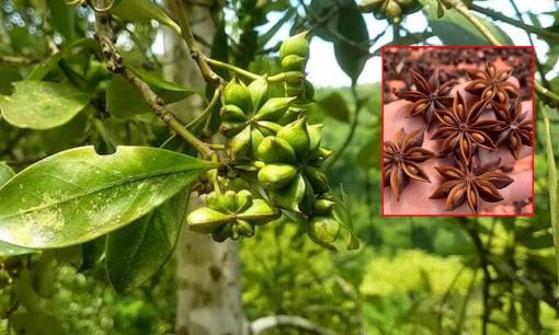 'Cánh hoa nghìn tỷ' trồng nhiều Việt Nam lại thuộc hàng hiếm thế giới, vừa thu về 22 triệu USD nhờ xuất khẩu