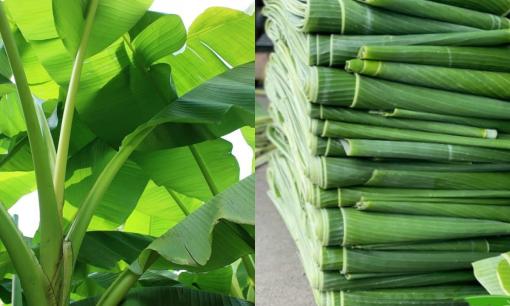 Loại lá bị vứt bỏ lại là 'vàng xanh' giúp Việt Nam kiếm hơn 30 tỷ đồng/năm nhờ xuất khẩu: Giá cao ngất ở Nhật và Hàn, hay làm thuốc kích thích mọc tóc 