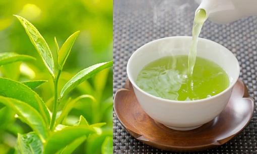 5 loại lá quen thuộc giúp giải độc, tốt cho hệ hô hấp