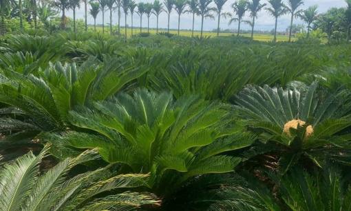 Loài cây ở Việt Nam là ‘chứng nhân lịch sử’: Xuất hiện trước cả khủng long, được mệnh danh ‘Vua của mọi cây cảnh'