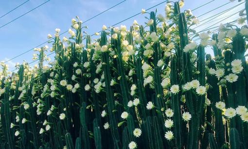 Thầy phong thuỷ dặn kỹ: Trước cửa nhà trồng 5 cây càng xanh tốt người càng suy kiệt, cây thứ nhất rất nhiều nhà đang trồng