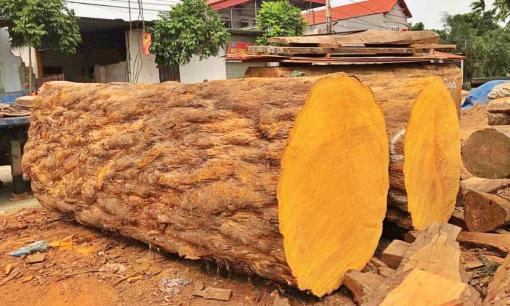 Loại gỗ nào có tuổi thọ 5.000 năm được rao bán hơn 10 tỷ đồng tại Việt Nam?
