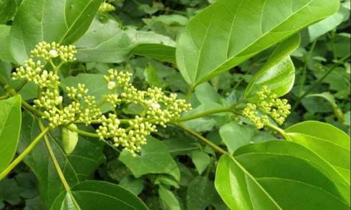 Loại lá mọc dại ở ven sông, bìa rừng xưa chả ai ăn, nay giá lên tới 70.000 đồng/kg mà khó mua