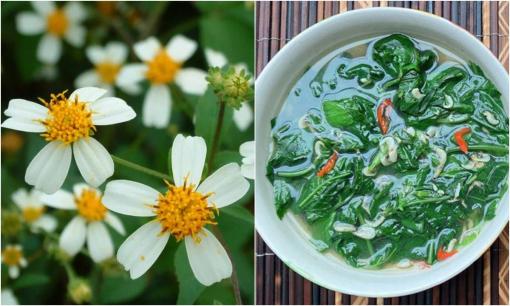 3 loại rau 'núp bóng' cỏ dại ven đường, đều là thuốc quý, đầy rẫy ở Việt Nam nhưng ít người biết đến