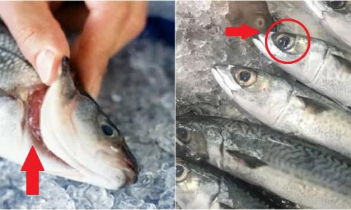 Ngư dân làng chài mách cách chọn cá tươi 'chuẩn không cần chỉnh', chỉ nhìn đặc điểm này là mua được cá ngon