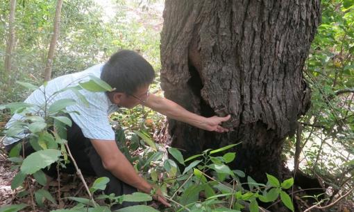 Loài cây quý hiếm nhất thế giới hiện chỉ có tại Việt Nam, cứng như sắt, số lượng còn 13 cây