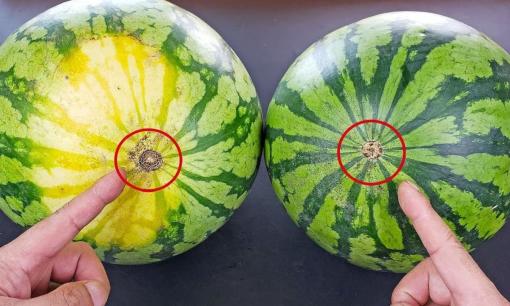 Khi mua dưa hấu, bạn nên chọn rốn to hay rốn nhỏ? Ông lão trồng cây ăn quả 30 năm kinh nghiệm: Có sự khác biệt lớn, đừng mua nhầm