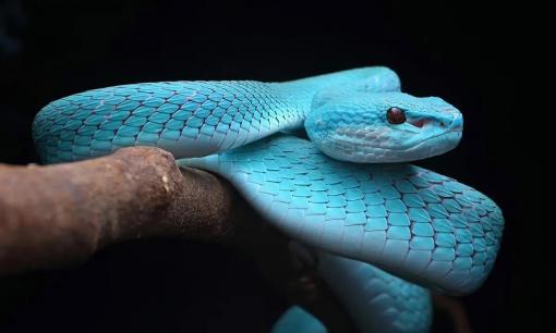 Những loài động vật có tính thù dai nhất, đừng dại đụng đến chúng! 