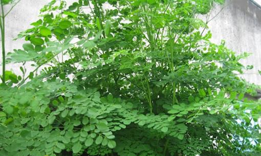 Trà xanh không phải số 1 chống oxy hóa, loại lá 30.000đ/kg bán khắp chợ Việt này mới là Quán quân