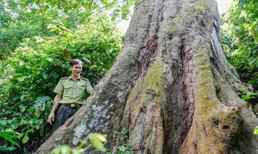 Việt Nam sở hữu cây gỗ quý hiếm tuổi đời gần 700 năm: Là cây Di sản, cao tới 29m, được người dân ra sức bảo vệ ngày đêm