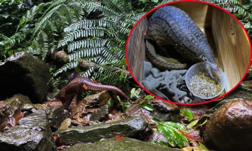 Thả loài động vật quý hiếm ở Việt Nam: Ai bắt lại hay buôn bán có thể bị phạt đến 15 tỷ đồng