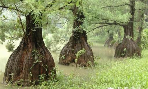 Việt Nam sở hữu quần thể hàng trăm cây gỗ quý có nguồn gốc từ hơn 10 triệu năm trước, 'núi tiền' cũng không mua nổi