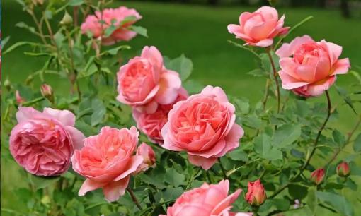 Nếu bạn muốn trồng hoa hồng vào tháng 6, hãy chôn một ít 'thứ này' vào trong chậu, chúng sẽ mọc nụ hoa một cách điên cuồng và nở không ngừng!