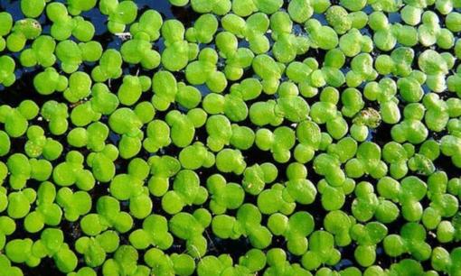 Loại rau người Việt dùng nuôi lợn, gà hóa ra có thể 'giải cứu thế giới': Liên minh châu Âu (EU) có động thái đặc biệt