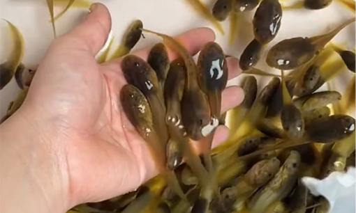 Thanh Hóa có một con đặc sản mới nghe tên đã 'sởn da gà', giá 70.000đ/kg, chuyên dùng đãi khách quý