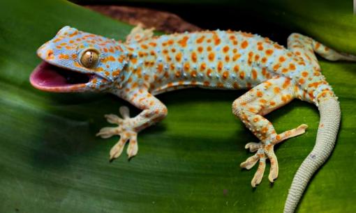 Nuôi loài vật có tiếng kêu ma quái, nhìn thấy đã 'rợn tóc gáy', anh nông dân ở Đắk Lắk ngồi không rung đùi vẫn bỏ túi chục triệu đồng/tháng