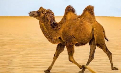 Ngay cả voi nặng 5 tấn cũng bị ăn thịt nhưng động vật ăn thịt lại không ăn lạc đà? Có phải vì lạc đà không có kẻ thù tự nhiên hay còn lý do nào khác? 