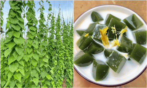 Nghề lạ ở Việt Nam: Cây dại mang về trồng hái lá bán quanh năm, 'hốt bạc' chỉ sau vài tháng, làm thành đặc sản mùa hè, ai cũng chuộng