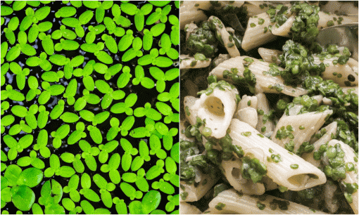 Loại rau 'thần kỳ' giàu protein gấp 6 lần đậu nành: Người Việt chỉ dùng để nuôi lợn, gà