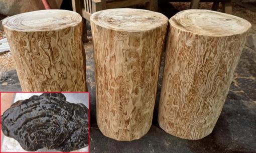 Loại gỗ quý hiếm được mệnh danh 'ngọc của núi rừng', xưa chỉ dành cho vua chúa, nay giá hàng chục tỷ mỗi khúc