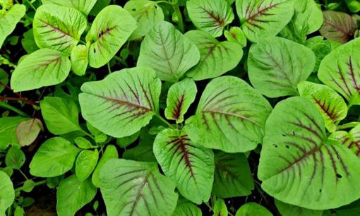 Loại rau này nên ăn nhiều vào mùa hè, vừa thanh nhiệt giải độc vừa bổ sung canxi, tăng cường hệ miễn dịch 