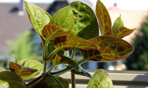 Loại lá mọc đầy hàng dào cực tốt cho hệ tiêu hóa,  cải thiện đáng kể viêm loét dạ dày