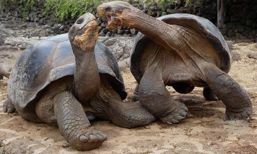 Con rùa khổng lồ sống lâu nhất thế giới: Chưa từng có 'vợ', nó đã sống từ thời Càn Long cho đến hiện đại và đã tiễn đưa 4 đời chủ nhân