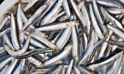 Thấy 7 loại cá này ở chợ phải mua ngay, dinh dưỡng ngang nhân sâm, rẻ hơn tổ yến, lại không hóa chất