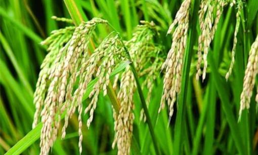 Tại sao con người lại chọn lúa mì và gạo làm lương thực chính thay vì các loại hạt có sản lượng lớn trong suốt lịch sử loài người?  