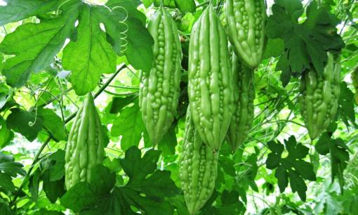 Bí quyết sống thọ: 2 loại rau người Nhật xem như 'thuốc tiên', bán đầy chợ Việt với giá rẻ bèo