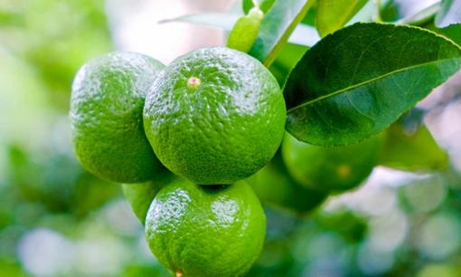 Cắt đôi quả chanh rồi 'bôi khắp nhà', hiệu quả ngoài sức tưởng tượng của nhiều người