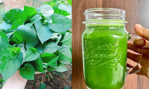 Nước ép rau diếp cá rất tốt nhưng những người sau không nên uống