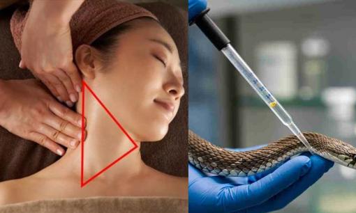 Giống như rắn, con người có một 'điểm yếu' chết người! Đừng chạm vào nơi này một cách mù quáng, nó có thể gây tử vong!