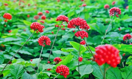 Nghề lạ ở Việt Nam: Cây dại có cả thân và lá đều bán đắt tiền, trồng một lần thu hoạch quanh năm, nhiều người 'thi nhau' đổi đời