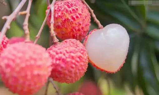 Để bảo quản vải thiều, đừng cho trực tiếp vào tủ lạnh! Sau đây là cách bảo quản đúng cách. Chúng sẽ không thay đổi hương vị trong một tháng